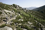 caroux42.jpg